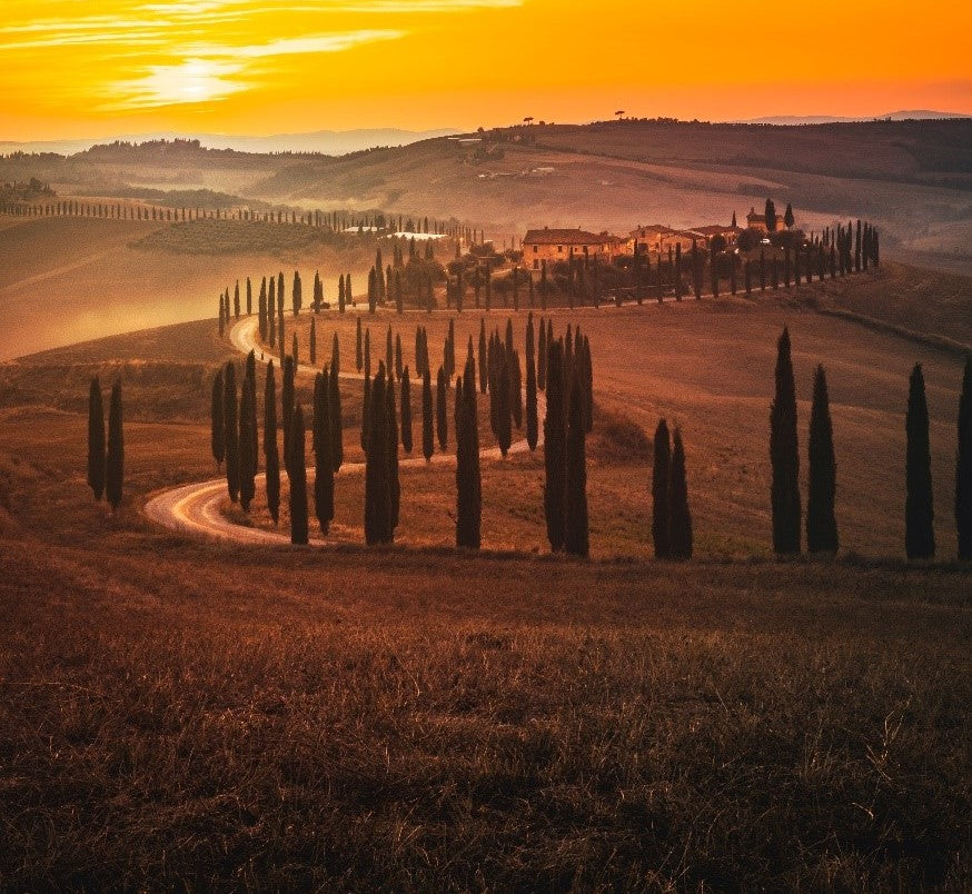 I cipressi, portati dagli Etruschi, caratterizzano il paesaggio toscano al tramonto